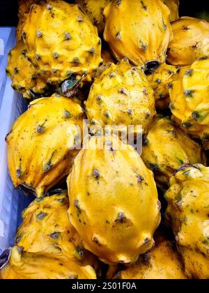 Pitahaya amarillo ist eine tropische Frucht, die tatsächlich auf Kakteen in Peru wächst Stockfoto