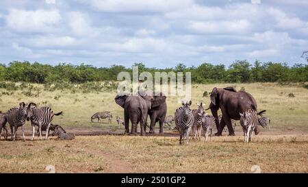 Plains Zebras und afrikanische Buschelefanten teilen sich Wasserlöcher im Kruger-Nationalpark, Südafrika; Specie Loxodonta africana Familie der Elephantidae Stockfoto