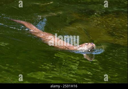 Eurasischer Otter (Lutra lutra) schwimmt in einem Teich, Elsass, Frankreich Stockfoto
