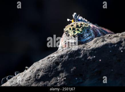 Meeresleguan (Amblyrhynchus cristatus), Sonnenbaden auf Felsen, Punta Suarez, Espanola Island, Galapagos Stockfoto