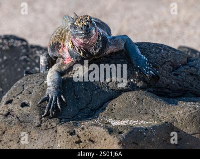 Meeresleguan (Amblyrhynchus cristatus), Sonnenbaden auf Felsen, Punta Suarez, Espanola Island, Galapagos Stockfoto