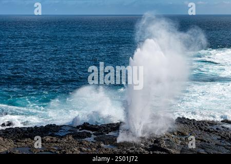 Wasserausläufe in Bloholes oder Meeresgeysire an der felsigen Küste von Punta Suarez, Espanola Island, Galapagos Stockfoto