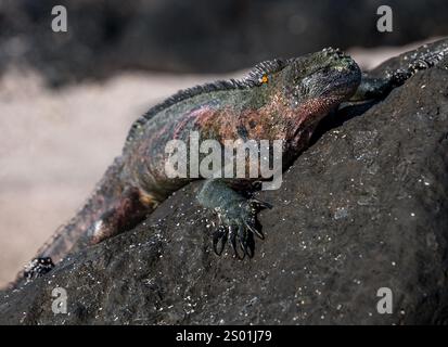 Meeresleguan (Amblyrhynchus cristatus), Sonnenbaden auf Felsen, Punta Suarez, Espanola Island, Galapagos Stockfoto