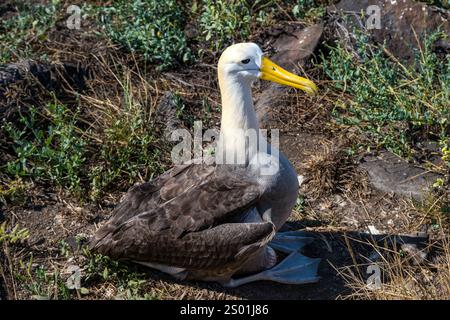 Auf einem Ei sitzender, winkelnder Albatros (Phoebastria irrorata), Punta Suarez, Espanola Island, Galapagos Stockfoto