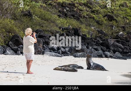 Frau, die ein Foto von Galapagos Seelöwen (Zalophus wollebaeki) am Sandstrand, Gardner Bay, Espanola Island, Galapagos macht Stockfoto