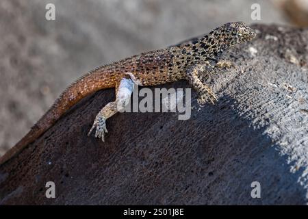 Meeresleguan (Amblyrhynchus cristatus), Sonnenbaden auf Felsen, Punta Suarez, Espanola Island, Galapagos Stockfoto