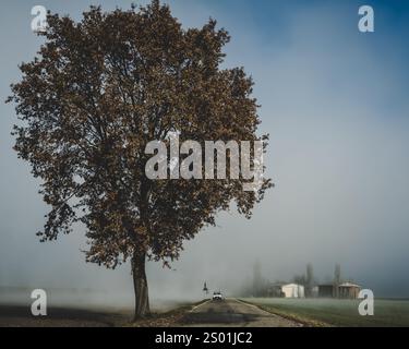 Nebelige Landschaft im unteren Potal mit einer großen Eiche. Gaiana, Gemeinde Medicina, Metropolstadt Bologna, Emilia-Romagna, Italien Stockfoto