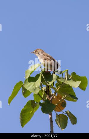 Kleiner brauner songvogel, der Cisticola (Cisticola chiniana) auf Baumkronen während einer Safari im Arusha-Nationalpark in Tansania Ostafrika rattert Stockfoto