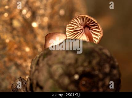 Pilz, der in Tannenzapfen wächst, die nach Regen zu Boden fallen Stockfoto
