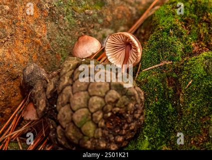 Pilz, der in Tannenzapfen wächst, die nach Regen zu Boden fallen Stockfoto