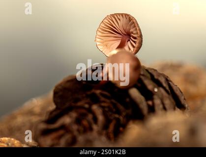 Pilz, der in Tannenzapfen wächst, die nach Regen zu Boden fallen Stockfoto