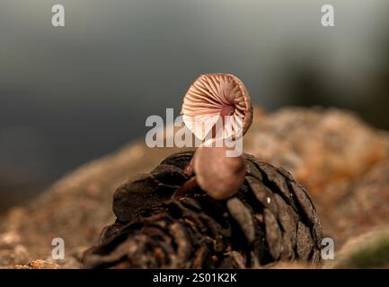 Pilz, der in Tannenzapfen wächst, die nach Regen zu Boden fallen Stockfoto