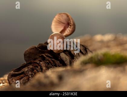 Pilz, der in Tannenzapfen wächst, die nach Regen zu Boden fallen Stockfoto