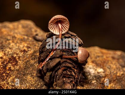 Pilz, der in Tannenzapfen wächst, die nach Regen zu Boden fallen Stockfoto