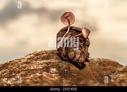 Pilz, der in Tannenzapfen wächst, die nach Regen zu Boden fallen Stockfoto