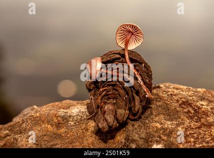 Pilz, der in Tannenzapfen wächst, die nach Regen zu Boden fallen Stockfoto