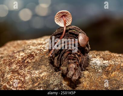 Pilz, der in Tannenzapfen wächst, die nach Regen zu Boden fallen Stockfoto