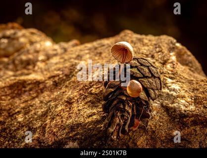 Pilz, der in Tannenzapfen wächst, die nach Regen zu Boden fallen Stockfoto