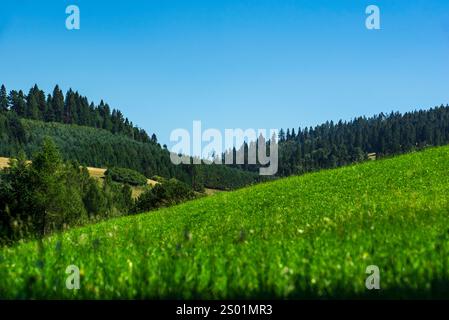 Die Linie des Waldes und der Hänge bilden eine klassische Komposition, der Himmel ist hellblau, die Komposition Stockfoto