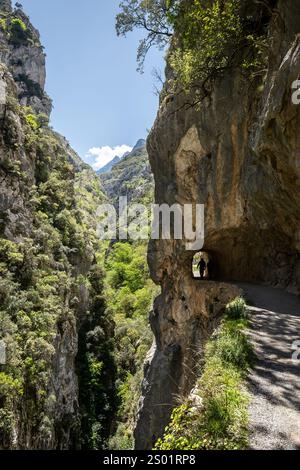 Zwei Touristen, die auf dem Cares-Pfad spazieren, der in die Felswände des Berges im Nationalpark picos de Europa, spanien, gemeißelt wurde Stockfoto