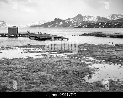 Schwarzweißbild des alten hölzernen Harpoon Jetty, King Edward Cove, mit einem Paar endemischer Pintail Enten im Feuchtgebiet (f), Grytviken, Südgeorgien Stockfoto