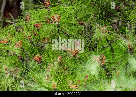 Pollen aus Ponderosa Pine, Pinus ponderosa, Kamiak Butte County Park, Palouse Region, Washington State, USA Stockfoto