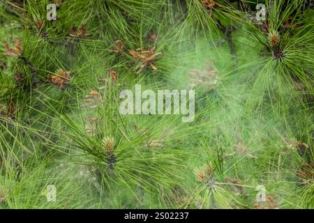 Pollen aus Ponderosa Pine, Pinus ponderosa, Kamiak Butte County Park, Palouse Region, Washington State, USA Stockfoto