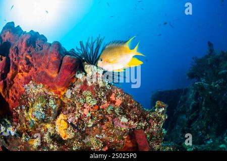 Tropische Fische und Korallen auf dem Unterwasserwrack der USAT Liberty in Bali, Indonesien Stockfoto