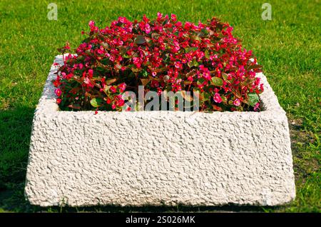 Das Begonia Big Red Green Leaf, Garten- und lanscaping-Blumen in weißem Stein Blumentopf Stockfoto