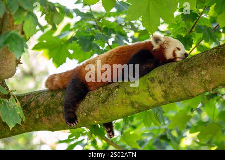 Der rote Panda, Ailurus fulgens, isst Bambus, Früchte und Insekten. Stockfoto