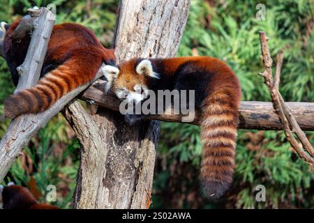 Der rote Panda, Ailurus fulgens, isst Bambus, Früchte und Insekten. Stockfoto