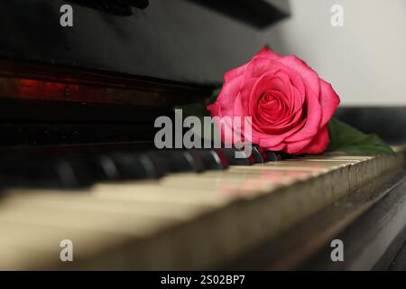 Schöne rosa Rose auf den Klaviertasten, Nahaufnahme. Romantische Musik Stockfoto