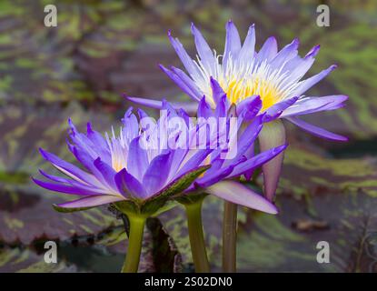 Zwei blühende blaue Seerosen aus nächster Nähe mit leuchtendem grünem Hintergrund. Stockfoto