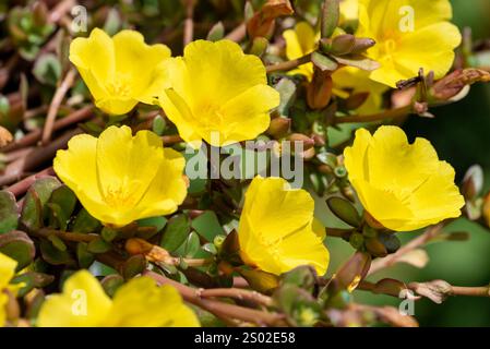Wunderschöne gelbe Portulaca-Blumen blühen im Garten. Selektiver Fokus. Stockfoto