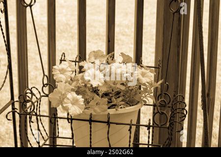 Gesunde blühende Topfblumen in Sepia-Finish Stockfoto