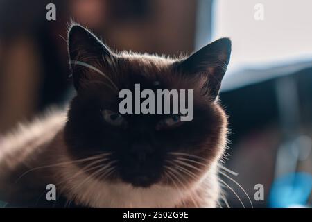 Eine Nahaufnahme einer siamesischen Katze mit auffälligen blauen Augen, die in sanfter Innenbeleuchtung aufgenommen wird und ihre einzigartigen Gesichtsmarkierungen und ihren entspannten Ausdruck zeigt. Stockfoto