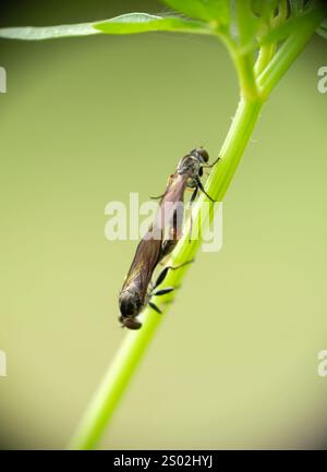 Dioctria hyalipennis paart sich in freier Wildbahn. Makrofoto von Dioctria hyalipennis. Stockfoto