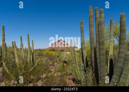 Eine Gruppe von Orgelpfeifen-Kakteen steht hoch in der Wüste Arizonas, deren lange Stiele bis zum klaren blauen Himmel reichen. Die Landschaft verfügt über eine robuste Halterung Stockfoto