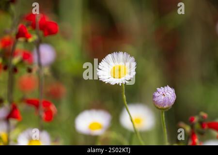 Weiße Gänseblümchen und rote Wildblumen in einem farbenfrohen Frühlingsgarten, Fleckenblume und rote Blüten mit lila Akzenten Stockfoto