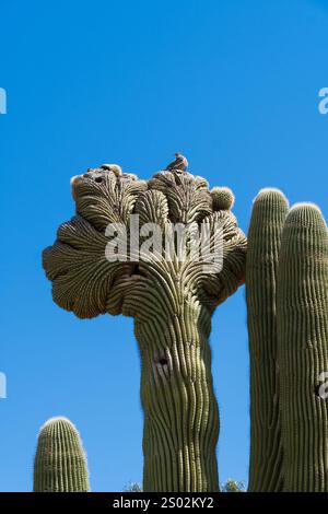 Ein Saguaro-Kaktus mit einer dramatischen Drehung in der Spitze, die ein einzigartiges spiralförmiges Wappen bildet. Ein kleiner Vogel ruht auf dem Kamm, hoch auf dem klaren b Stockfoto