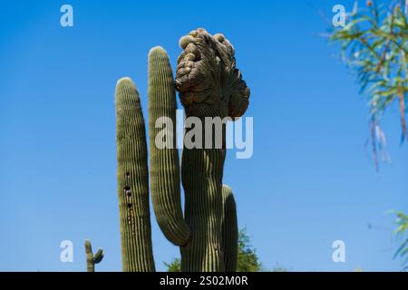 Eine Nahaufnahme eines Saguaro-Kaktus mit einzigartigen Wachstumsformationen vor einem klaren blauen Himmel. Stockfoto