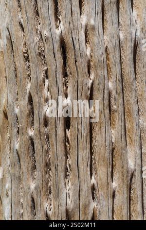 Eine Nahaufnahme eines verwitterten Holzstücks mit komplizierten Texturen und Mustern auf seiner Oberfläche. Stockfoto