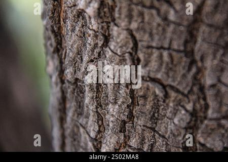 Olivenbaumrinde aus nächster Nähe Makroaufnahme Stockfoto