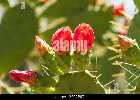 Kaktus der Opuntia-Art mit breiten, flachen Segmenten und hellen Blüten, Wüstenkaktus Stockfoto
