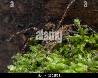 Seitenansicht einer verzierten, auf Moos krabbelnden Flechtenjagdspinne (Heteropoda boiei) Stockfoto