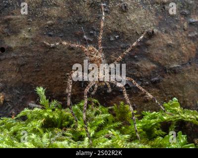 Blick auf den Rücken einer wunderschönen, verzierten jungen Flechtenjagdspinne (Heteropoda boiei), die ein Stück Rinde hinunterkriecht Stockfoto