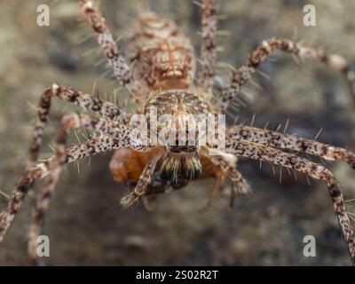 Nahaufnahme einer jungen Flechtenjagdspinne (Heteropoda boiei), die sich von einem Insekten ernährt, das sie gefangen hat Stockfoto