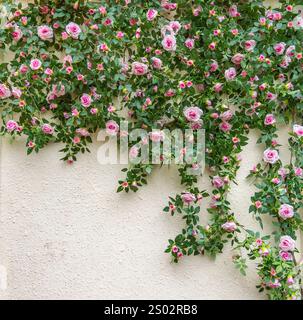 Bush Kletterrose auf weißem Hintergrund Stockfoto