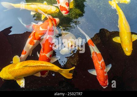 Koi Karpfen im Teich schwimmen Stockfoto