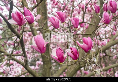 Blühender Magnolienbaum im Frühjahr Stockfoto